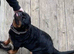 Female Rottweiler