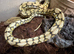 Super dwarf platinum tiger het snow reticulated python
