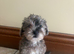 Beautiful Toy Jackapoo