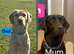 Labrador Puppies