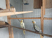 Baby pied cockatiels