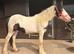 Big beautiful yearling