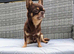 Stunning kc chocolate stud dog