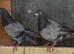Birmingham Roller Pigeons