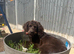 meet Rosie x