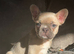 champion frenchie pups