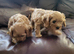 Cavapoo puppies for sale