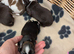 F1 maultipoo puppies