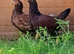 Trio Cornish Game Bantams