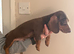 3 dachshund boys