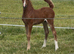Quality Welsh Section C filly