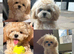 True Teacup Asian Maltipoo Puppies DNA Clear