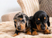 Stunning Miniature Dachshund Puppies