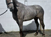 Very smart 3yr sports horse ID/Warmblood