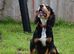 6 Months Old Male Kc Reg.