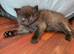 BRITISH SHORTHAIR RAGDOLL CROSS