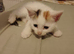 8 week old kitten