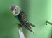 Black face splits black wing budgies