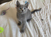 Pure pedigree Instagram starts Russian blue kittens