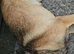 Belgian malinois bitch 6mths old