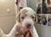 Beautiful Cavapoo pups