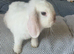 Female lop rabbit