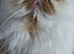 Beautiful Persian Cat for Loving Home