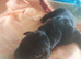 Great Dane Puppies