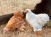 Pekin girls