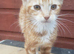 Kittens smallholding/farm/pet