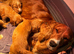 Cocker spaniels