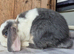 Blue otter split mini lop doe