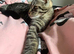 LAST MALE MAINE COON X KITTEN LEFT!