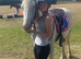 Beautiful Appaloosa X Cob Great potential