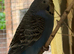 Budgies for sale