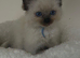 Ragdoll Kittens