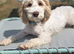 Beautiful f1 cockapoo
