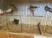 26 zebra finches to go