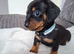 Miniature dachshund