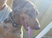 Dachshund Looking for His Forever Home