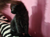 Beautiful persian mix black short hair kitten