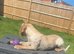 2 years old cocker spaniel