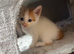 4 gorgeous kittens