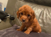 Cocapoo puppies