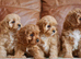 Stunning Health Tested F1 Toy Cavapoo Puppies