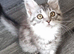 Exceptional GCCF maine coon black silver and torbie litter