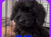 CAVAPOO'S
