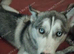 Last pup Maya. 5 months