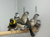 Cuban finches