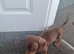 Beautiful litter of dachshund puppies